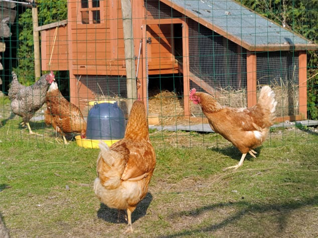 DIY Chicken Coop