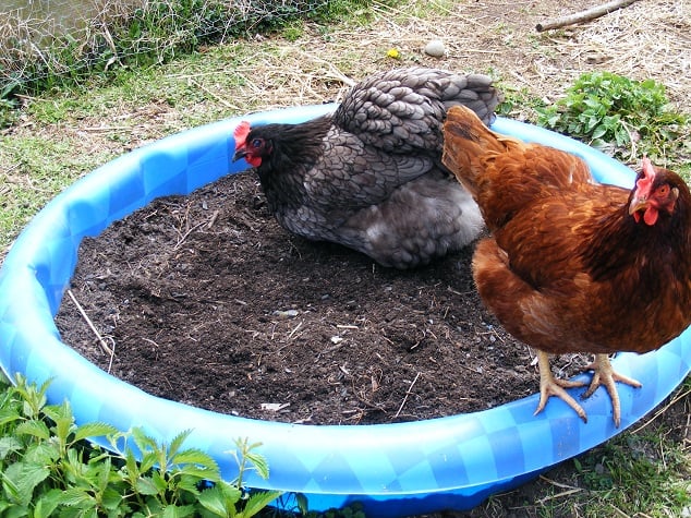 Homemade Chicken Dust Bath