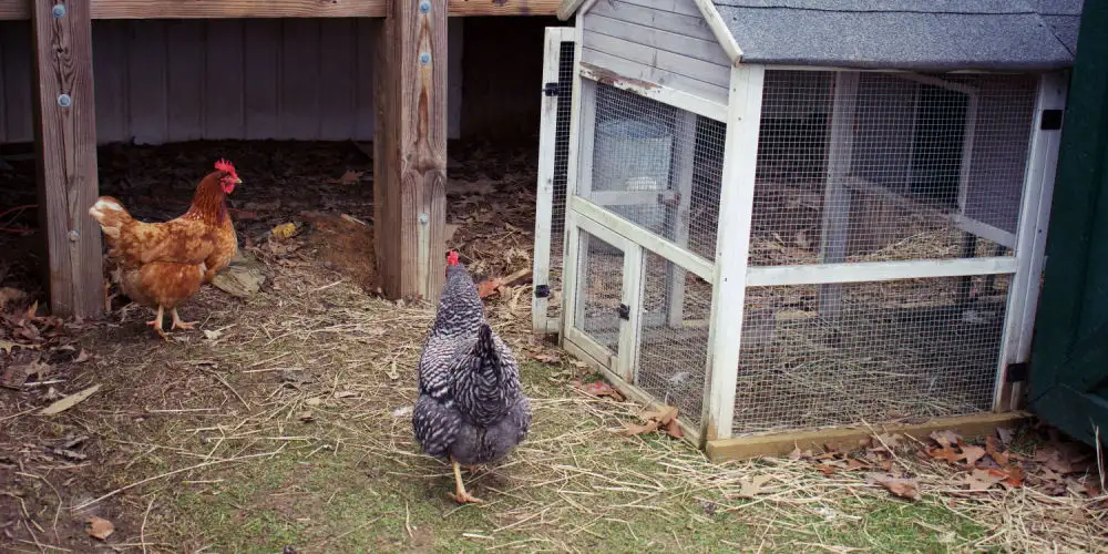 How To Raise Chickens With No Land - The Happy Chicken Coop