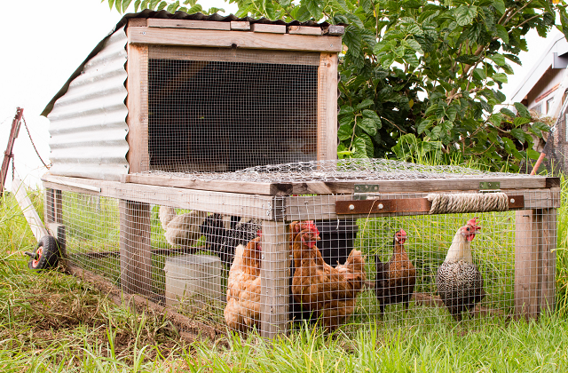 Portable Chicken Tractor