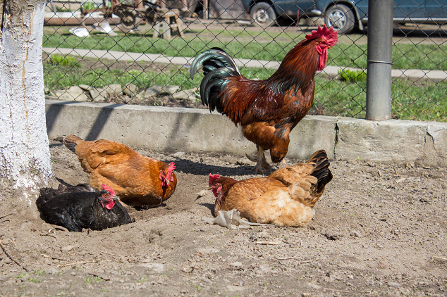 Chicken Dust Baths