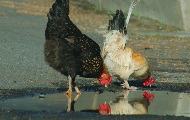 Chickens Drinking Out of Puddle