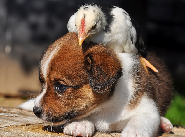 Puppy playing with Chicken