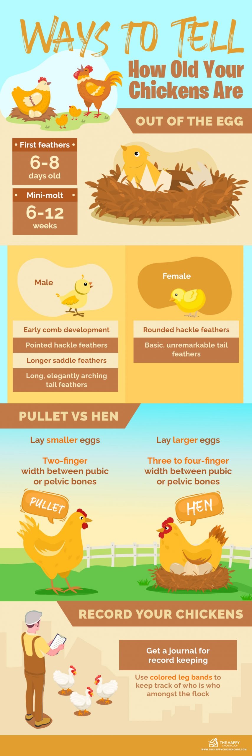 The Simple Way to Tell How Old Your Chickens Are