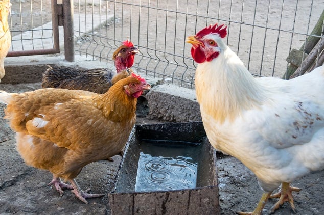 Chicken Drinking Water