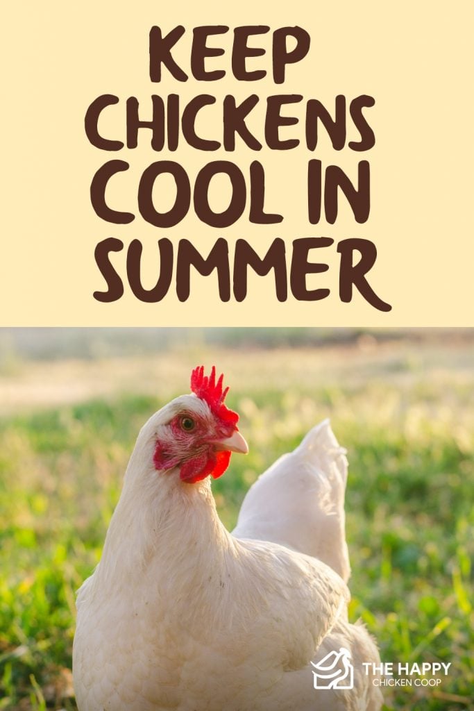 keep chickens cool in summer