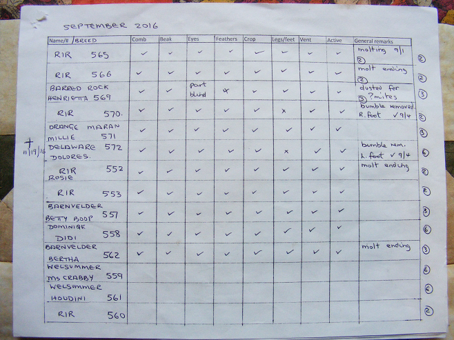 How To Do A Chicken Health Check (Checklist Included)