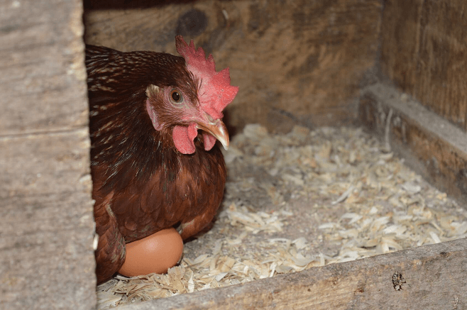 Chicken in Nesting Box