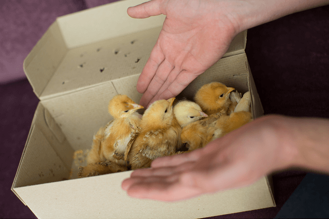 Chicks in Delivery Box