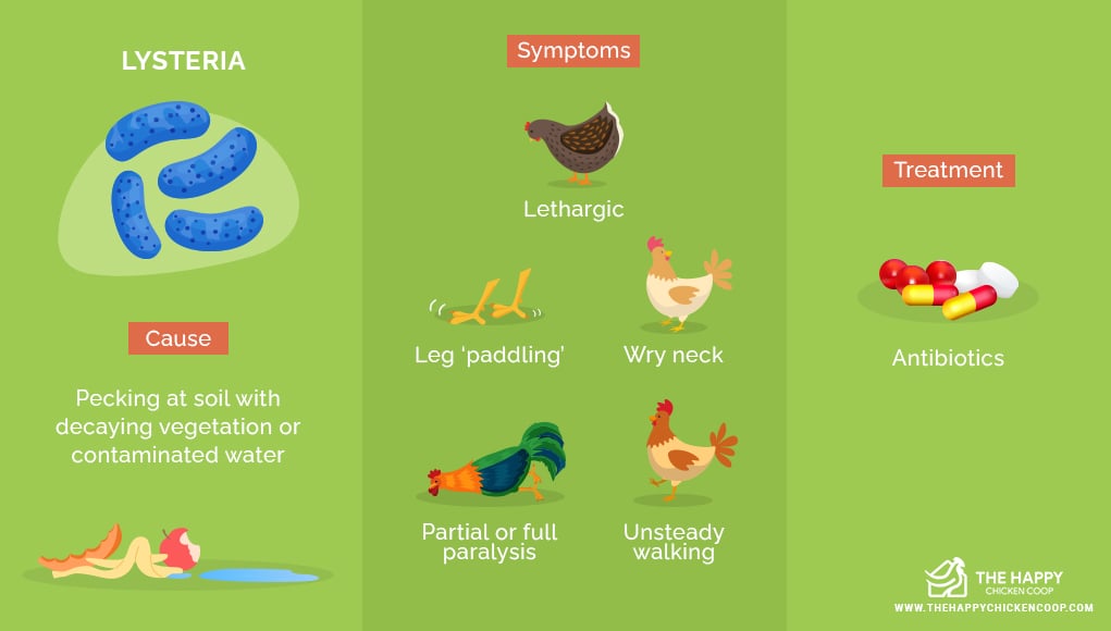 4 Diseases Humans Get from Backyard Chickens: Zoonotic Diseases - The