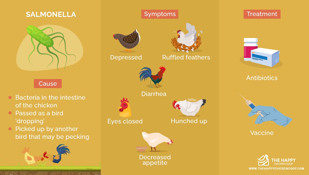 SALMONELLA