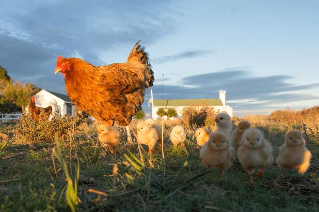 Young Chick Porn