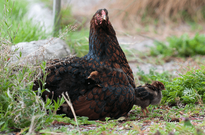 Broody Hen with Chick