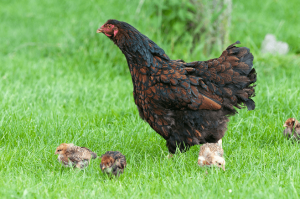 How To Hatch Eggs With A Broody Hen - The Happy Chicken Coop