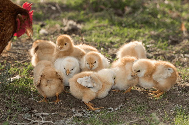 Young Chicks with Mama Hen