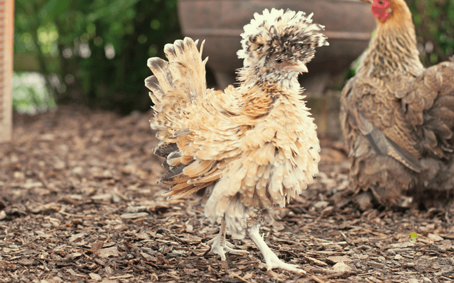 Lengyel Frizzle Bantam Chick