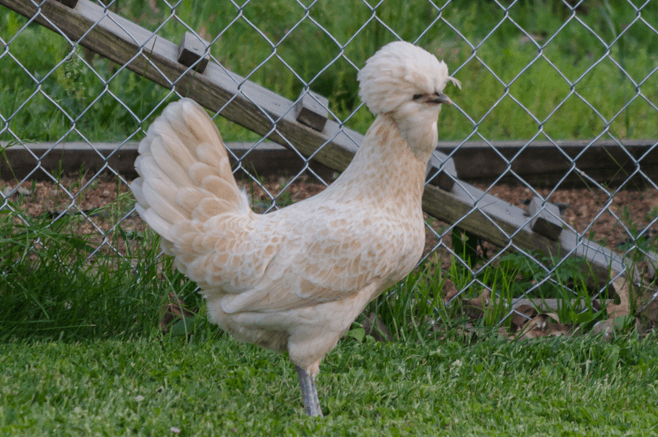 Polish Hen Variety