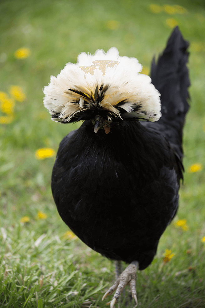 White Crested Black Polish
