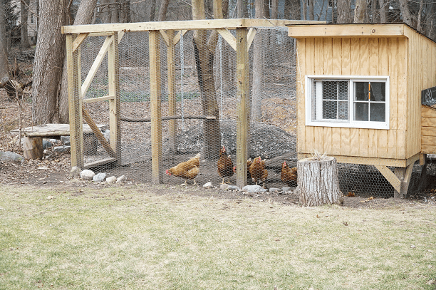 Chicken Coop Costs