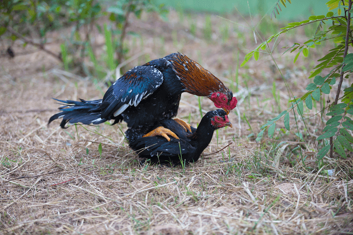 Chickens Mating 2