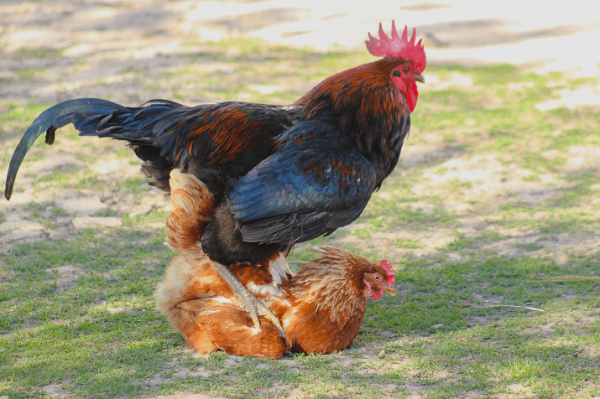 How Do Chickens Mate? All You Need To Know - The Happy Chicken Coop