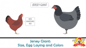 Jersey Giant: Size, Egg Laying, Colors, Temperament and More…