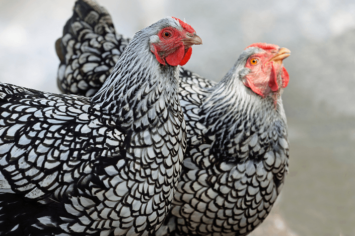 https://www.thehappychickencoop.com/wp-content/uploads/2017/08/Silver-Laced-Wyandotte-1.png