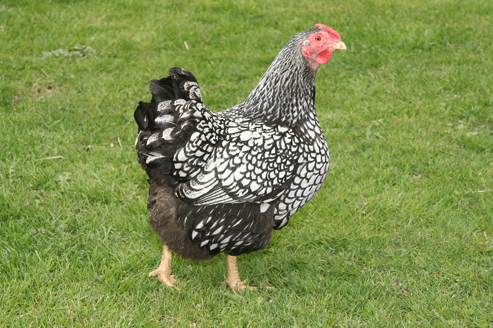 Silver Laced Wyandotte