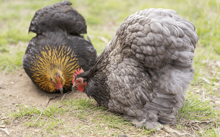 Poulets Bantam Cochin