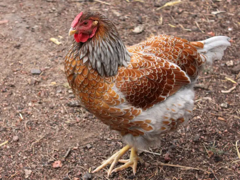 Blue Laced Red Wyandotte