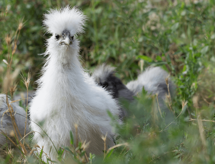 Silkie Chicken Roaming