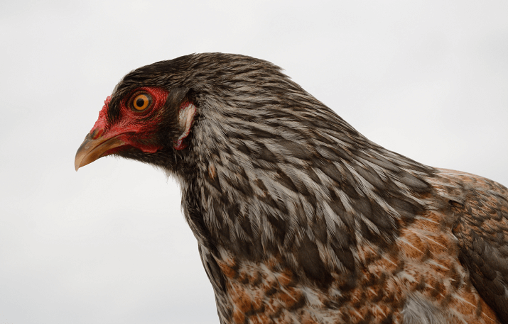 Ameraucana Egg Color Chart