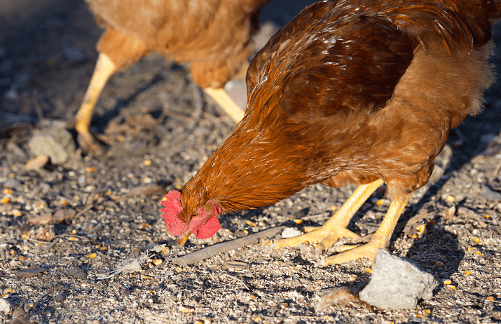 Rhode Island Red Eating