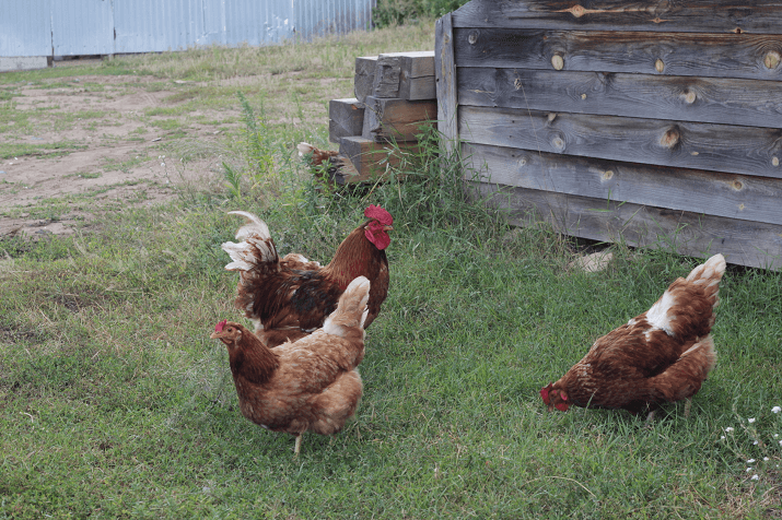 Rooster with Flock