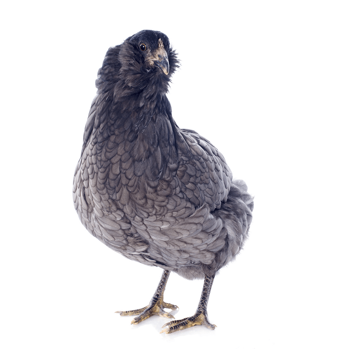 Jaunā Araucana vista