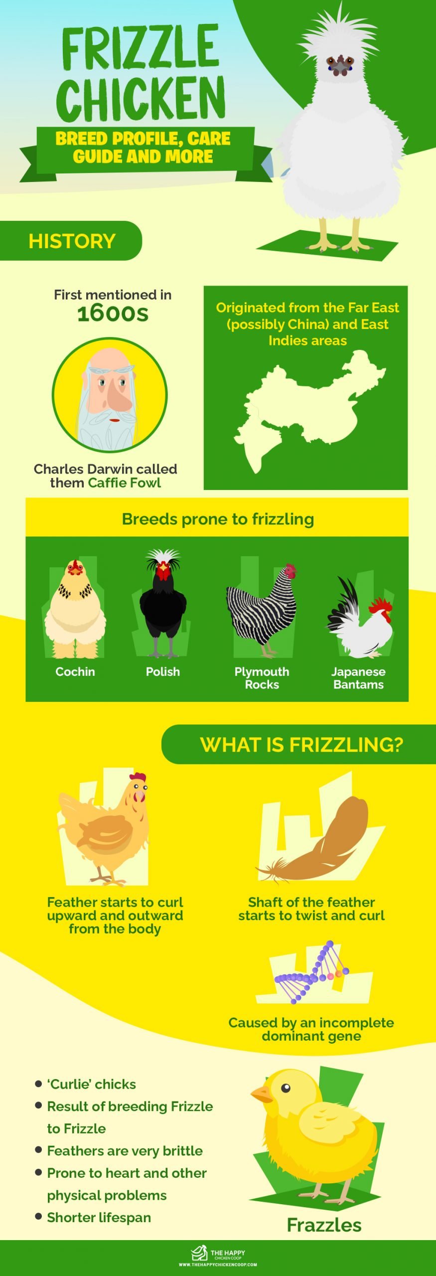 Frizzle Chicken Breed 