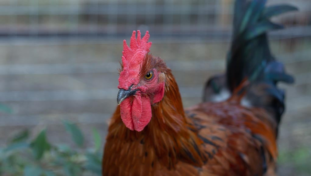 Čierna meď Marans- kompletný sprievodca plemenom