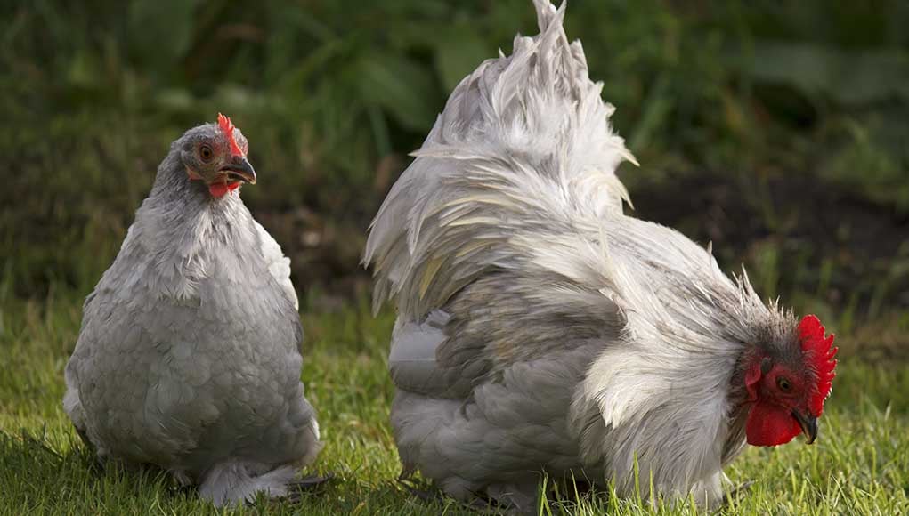 Bantam Chickens: The Definitive Guide 