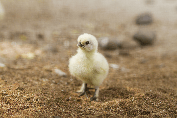 Chick in Fine Sand