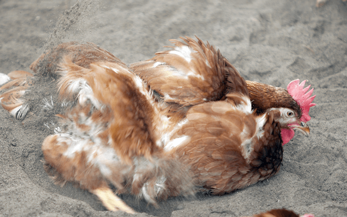 Should You Use Sand In Your Chicken Coop