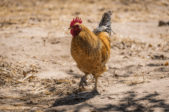 Rooster Walking on Sand