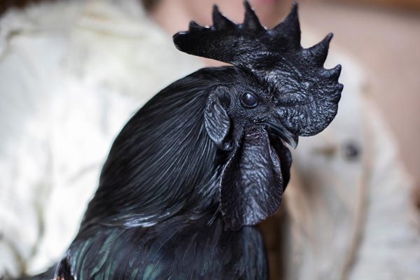 Ayam Cemani