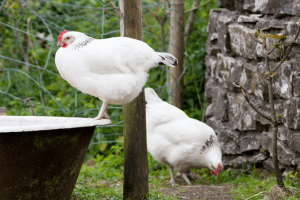 Sussex Chicken: Breed Information, Care Guide, Egg Color and More