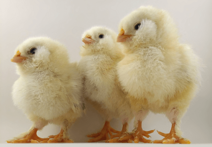 Baby Chick Breeds Chart