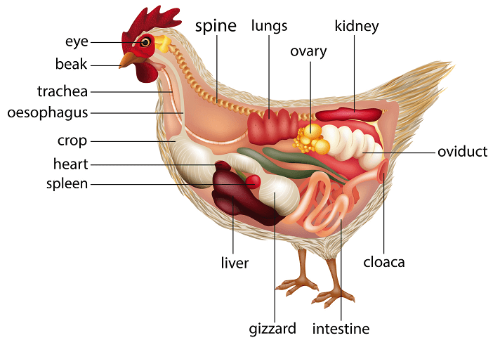 Chicken Parts Chart