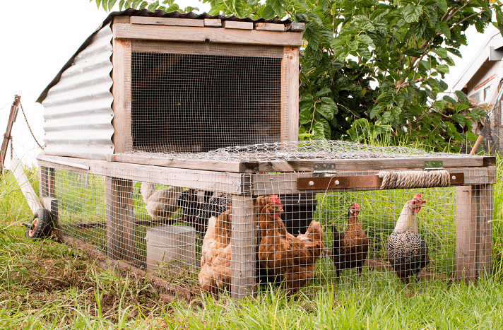 Chicken Tractor Example