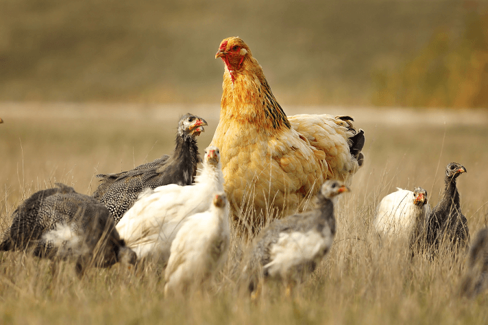 Chicken with Guinea Fowl