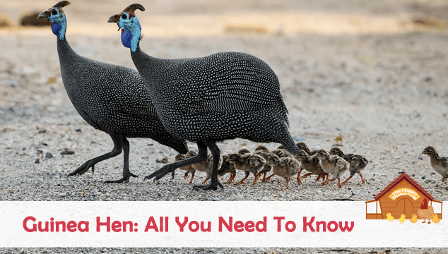 Guinea Fowl Age Chart