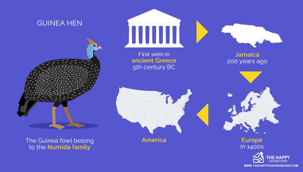 Guinea Hen