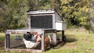 The Definitive Guide to Chicken Tractors and 13 Free DIY Plans